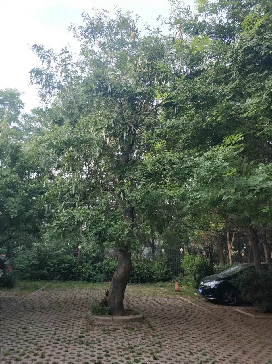 隔离在家的日子，与一棵高大皂荚树的邂逅