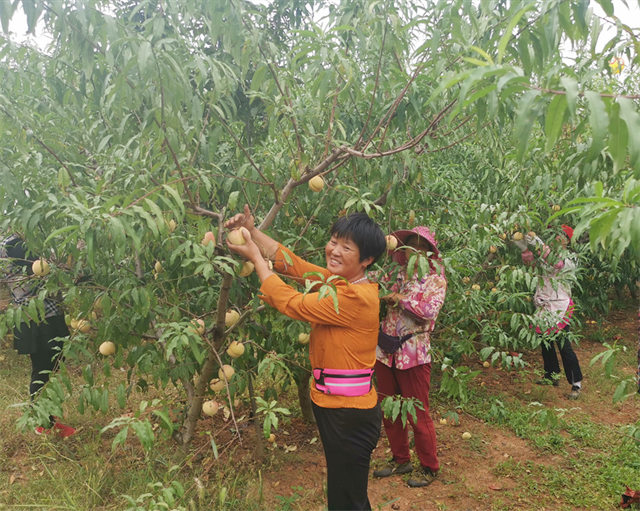 常州主要种植什么_常州种植致富_常州致富种植园地址
