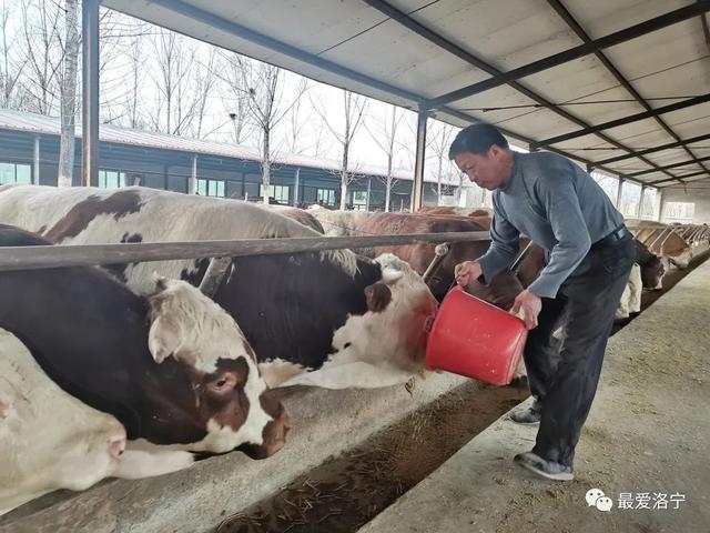养牛育肥技术_养殖育肥牛致富_育肥养牛的利润与成本