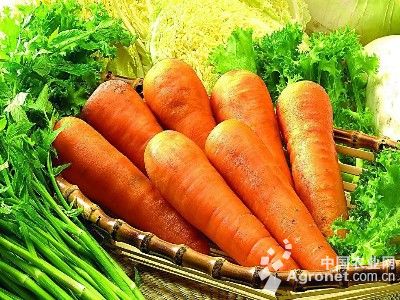 广东黄瓜基地大量上市：台风将登陆闽粤沿海 上海菜价暂不会“迎风上涨”