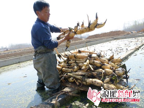 广东黄瓜基地大量上市