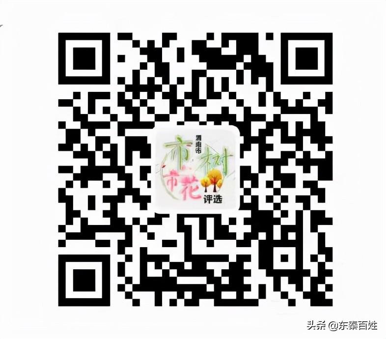 种皂角树的前景如何_皂角树视频种植技术_致富经皂角树种植视频