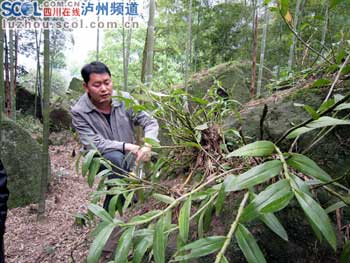 种植金钗石斛有“钱”景