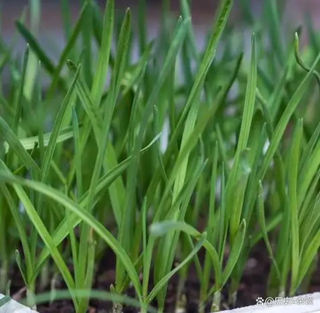 韭菜种植视频播放_韭菜种法视频_红韭菜怎么种植技术视频