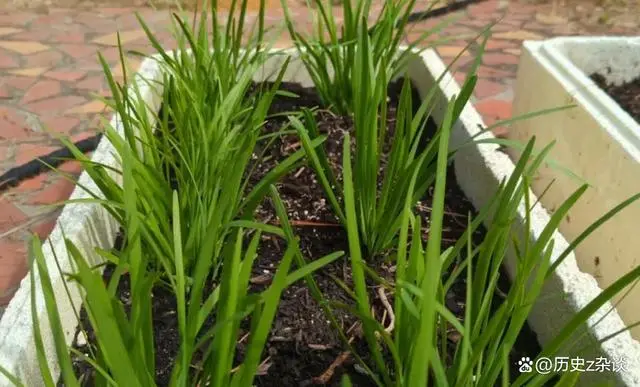 韭菜种植视频播放_红韭菜怎么种植技术视频_韭菜种法视频