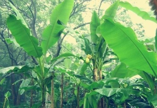 种一棵芭蕉，种一份牵挂，与伴随飞入寻常百姓家