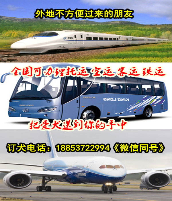 徐州市宠物市场