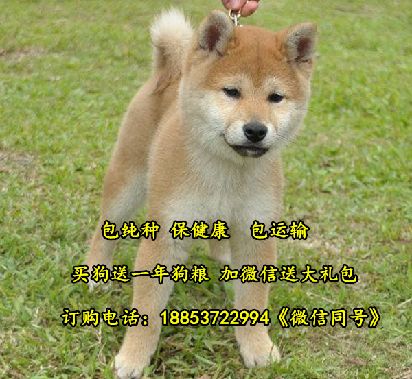 徐州市宠物市场