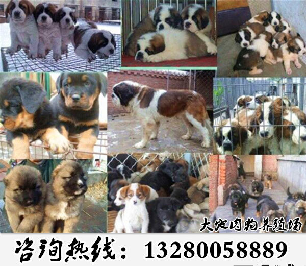 致富经养名犬视频_致富经养狗视频_致富经养狗致富故事