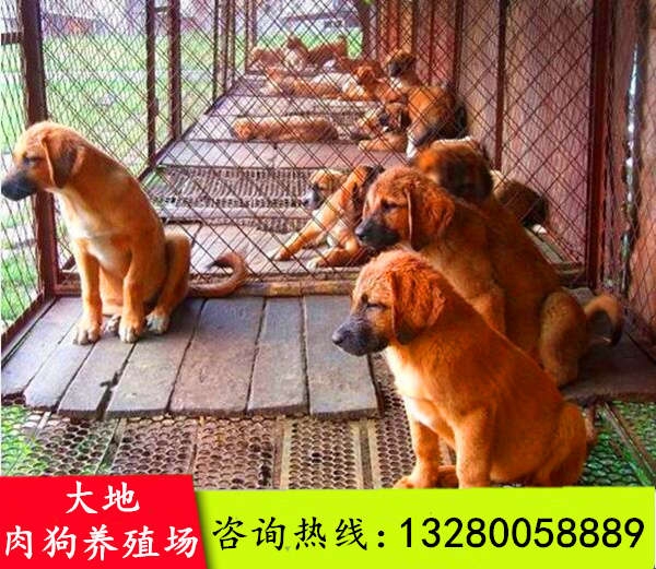 致富经养名犬视频_致富经养土狗视频_视频致富养名犬是真的吗