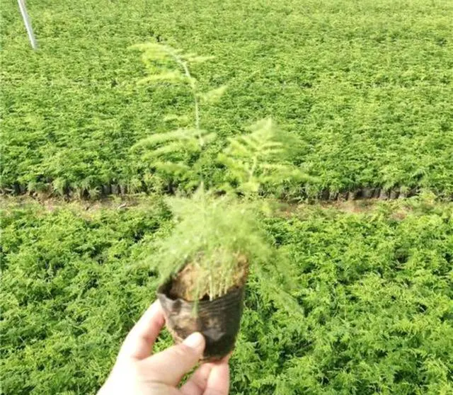 盆栽致富_致富苗木种植盆景图片_种植盆景苗木致富