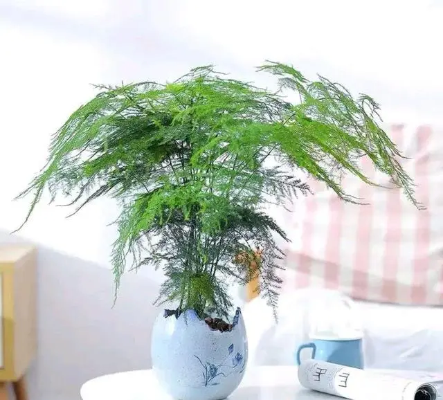 种植盆景苗木致富_盆栽致富_致富苗木种植盆景图片