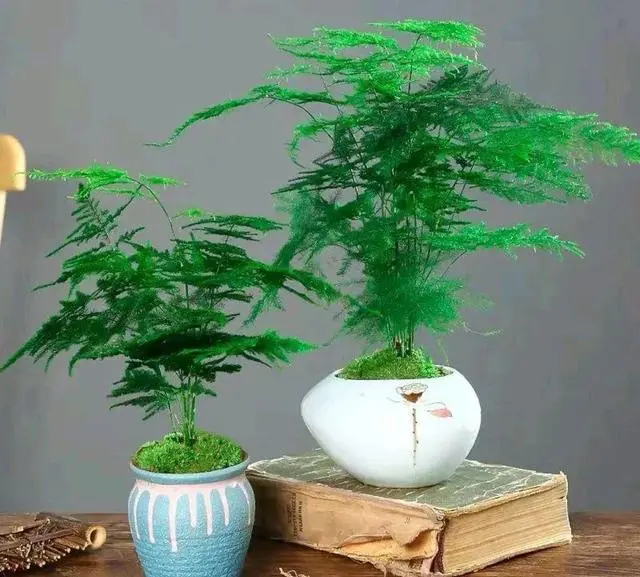 盆栽致富_种植盆景苗木致富_致富苗木种植盆景图片