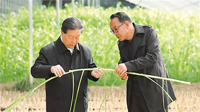 “幸福草”从西海固走向世界的故事