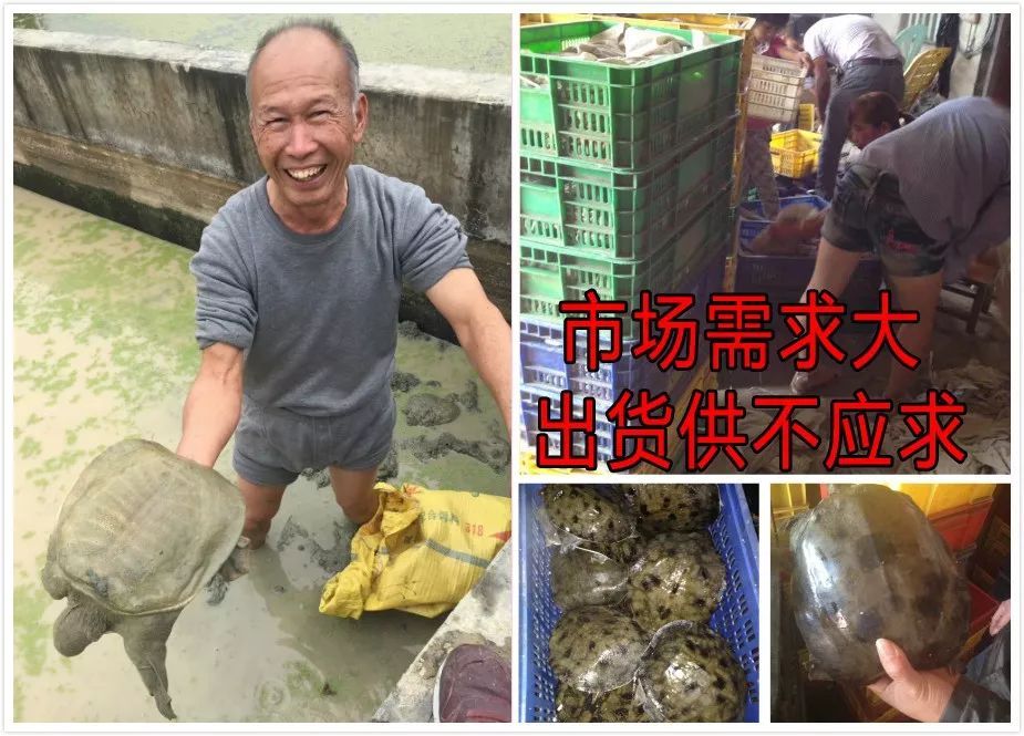 广西种养致富项目_广西农村养殖致富门路_广西养殖致富网