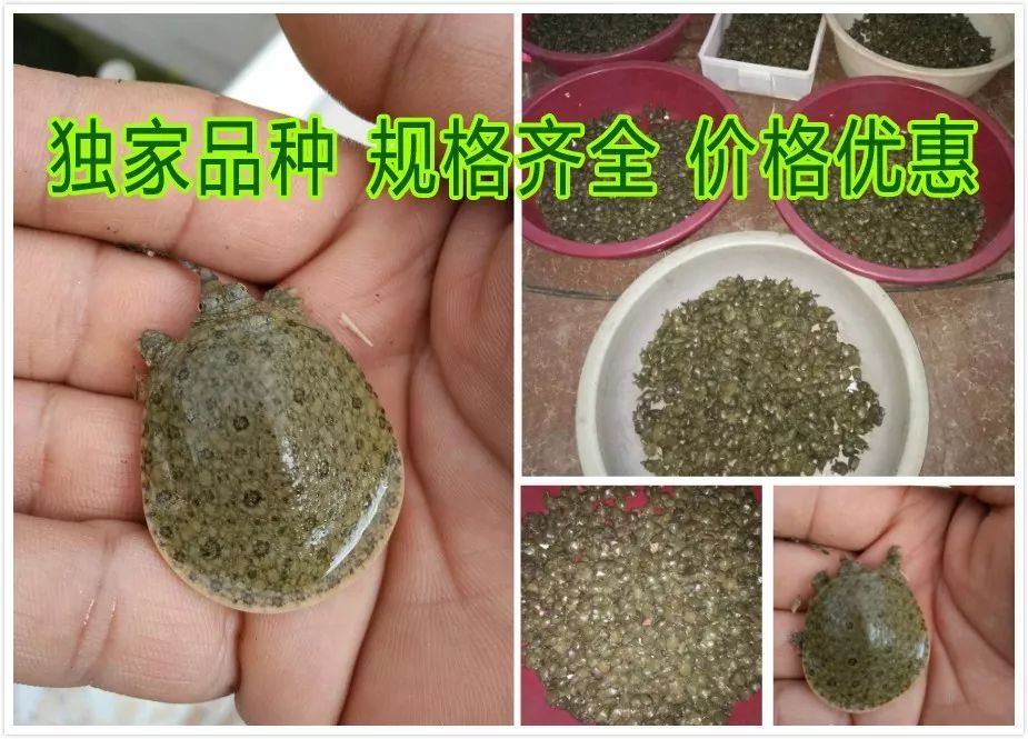 广西种养致富项目_广西养殖致富网_广西农村养殖致富门路