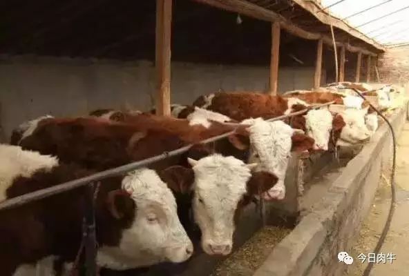 牛最舒适的养殖技术_牛养殖技术视频_牛养殖视频教程
