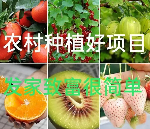 种植致富业_种植致富技术_种植致富新项目