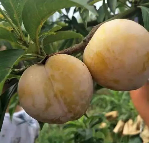 种植致富新项目_种植致富业_种植致富技术