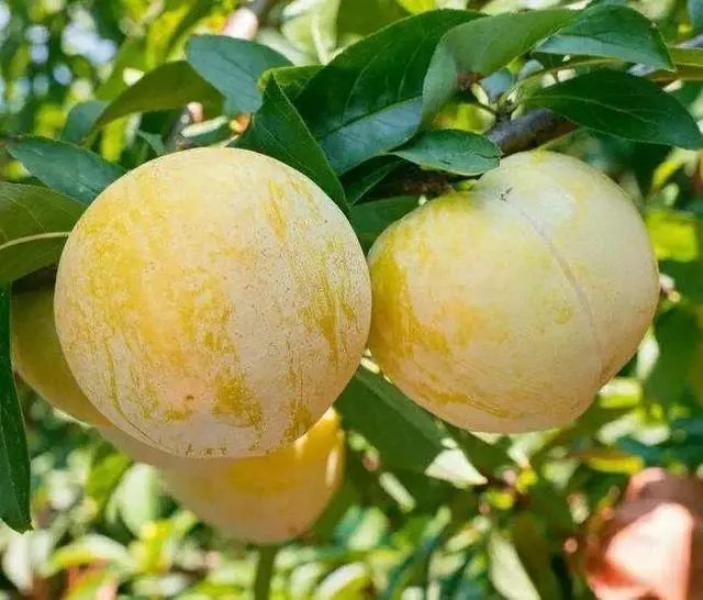 种植致富技术_种植致富新项目_种植致富业