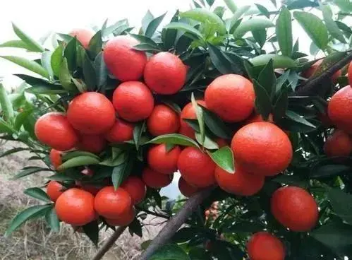 种植致富新项目_种植致富业_种植致富技术