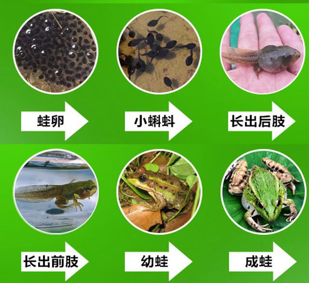 致富经养牛蛙_致富经钟玉秀养蛙_致富经养蛙