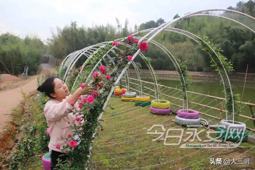 永安这个镇村民通过竹子成功致富！