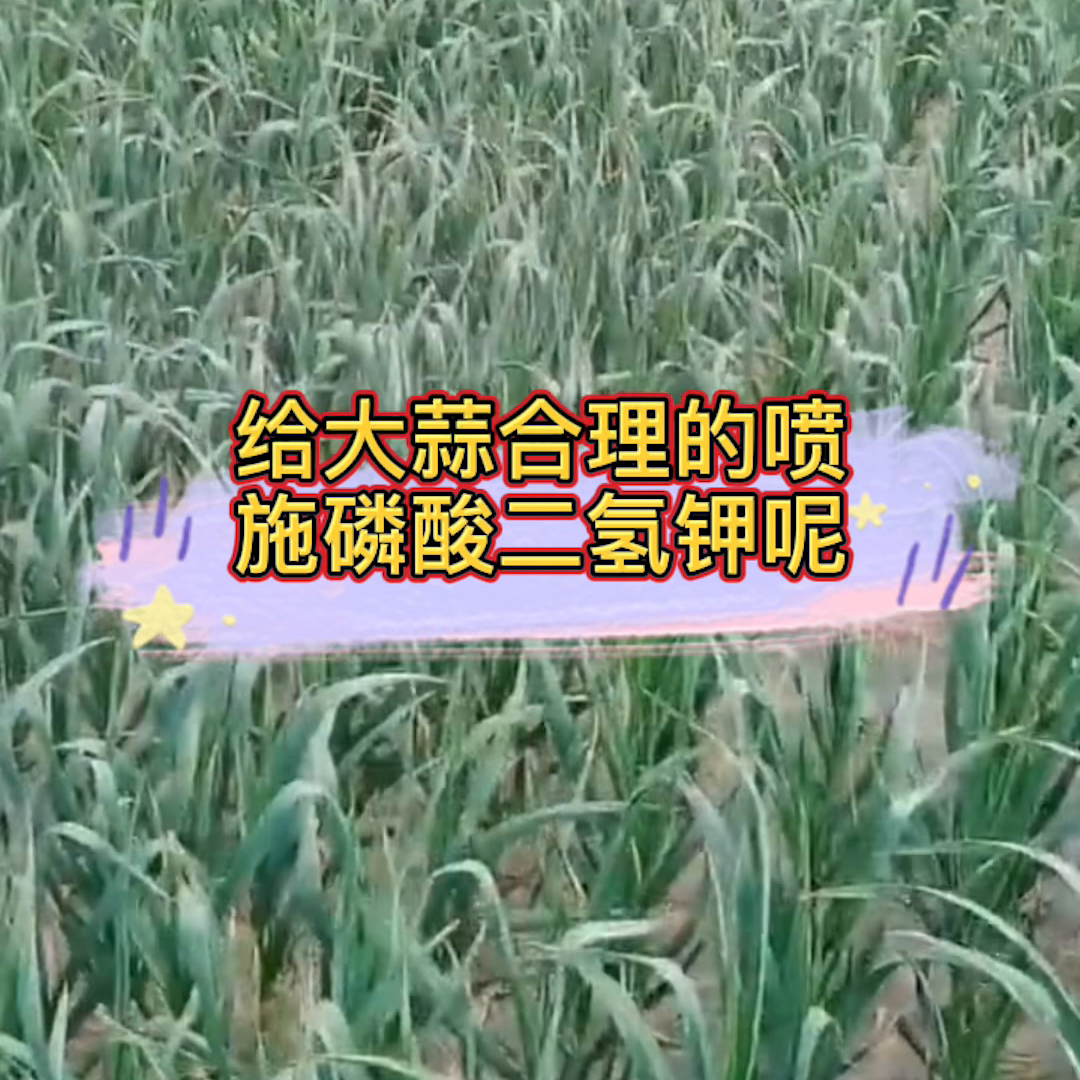大蒜什么时期喷施磷酸二氢钾最好呢@抖音短视频