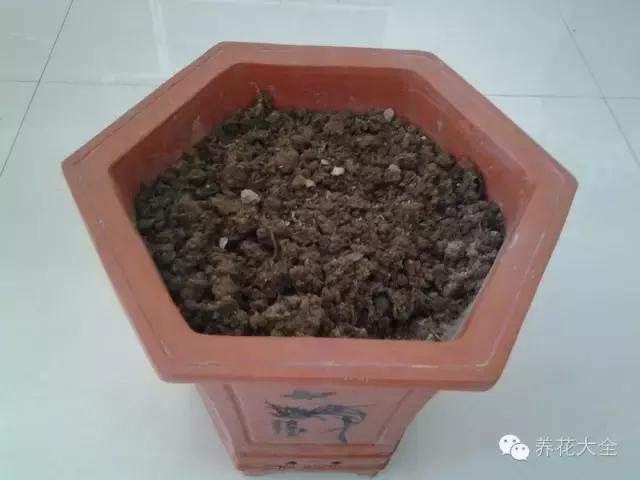 这几种蔬菜，边掐边长，一年都有蔬菜吃！