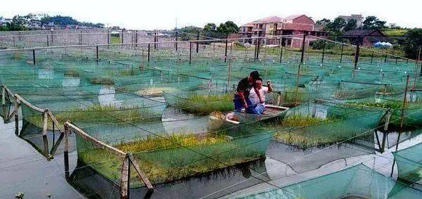 种植致富经_种植致富业_种植致富技术