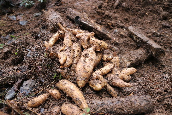 毕节养殖什么赚钱_致富养殖毕节项目有哪些_毕节养殖致富项目