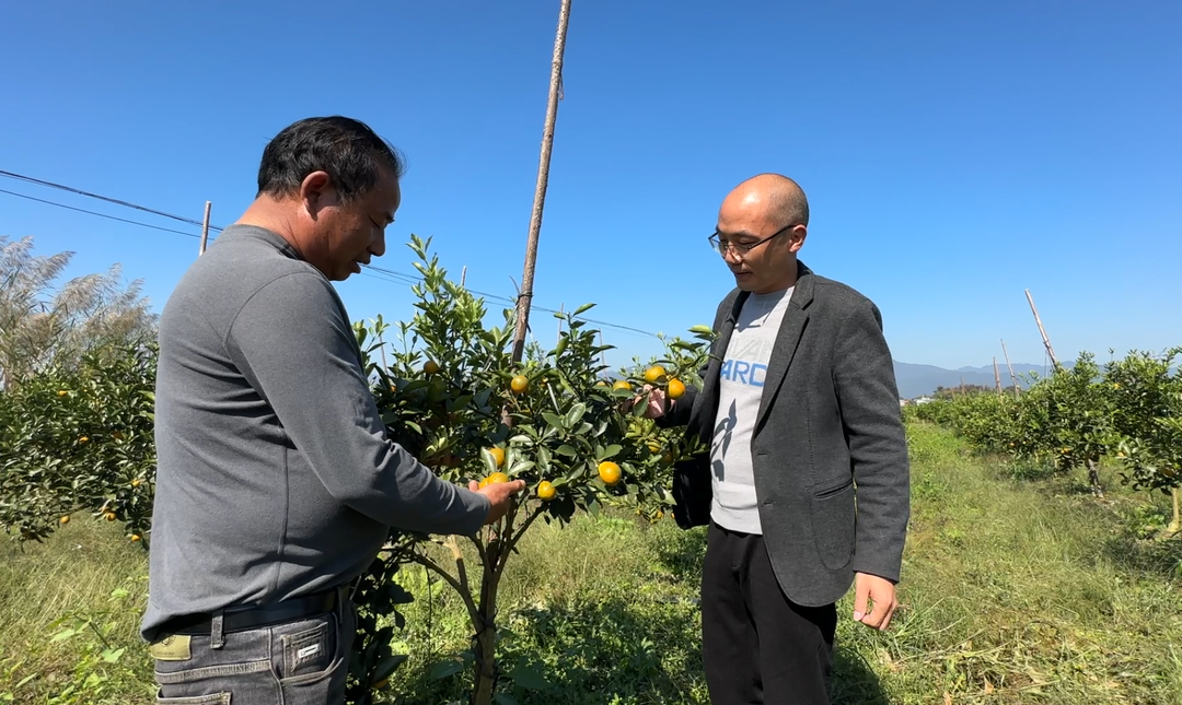 种植金桔效益怎么样_致富种植金桔怎么样_种植金桔致富