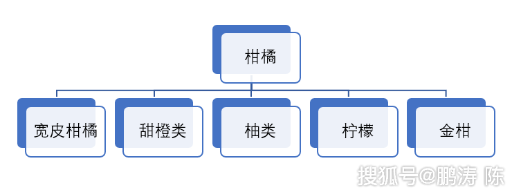 果品知识丨柑橘庞大家族之宽皮柑橘篇