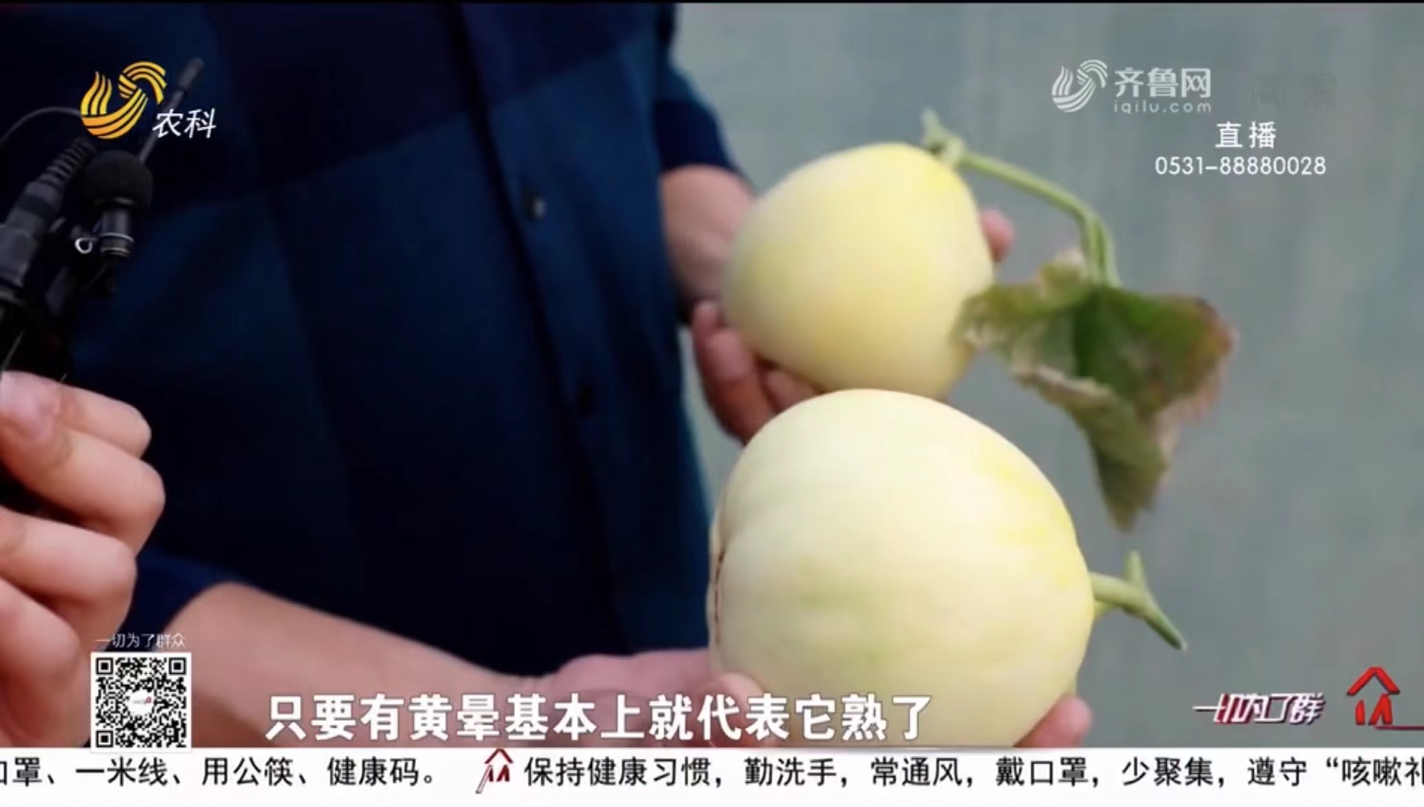 甜瓜种植技术宝典_甜瓜种植的特殊模式_甜瓜种植致富增收方案