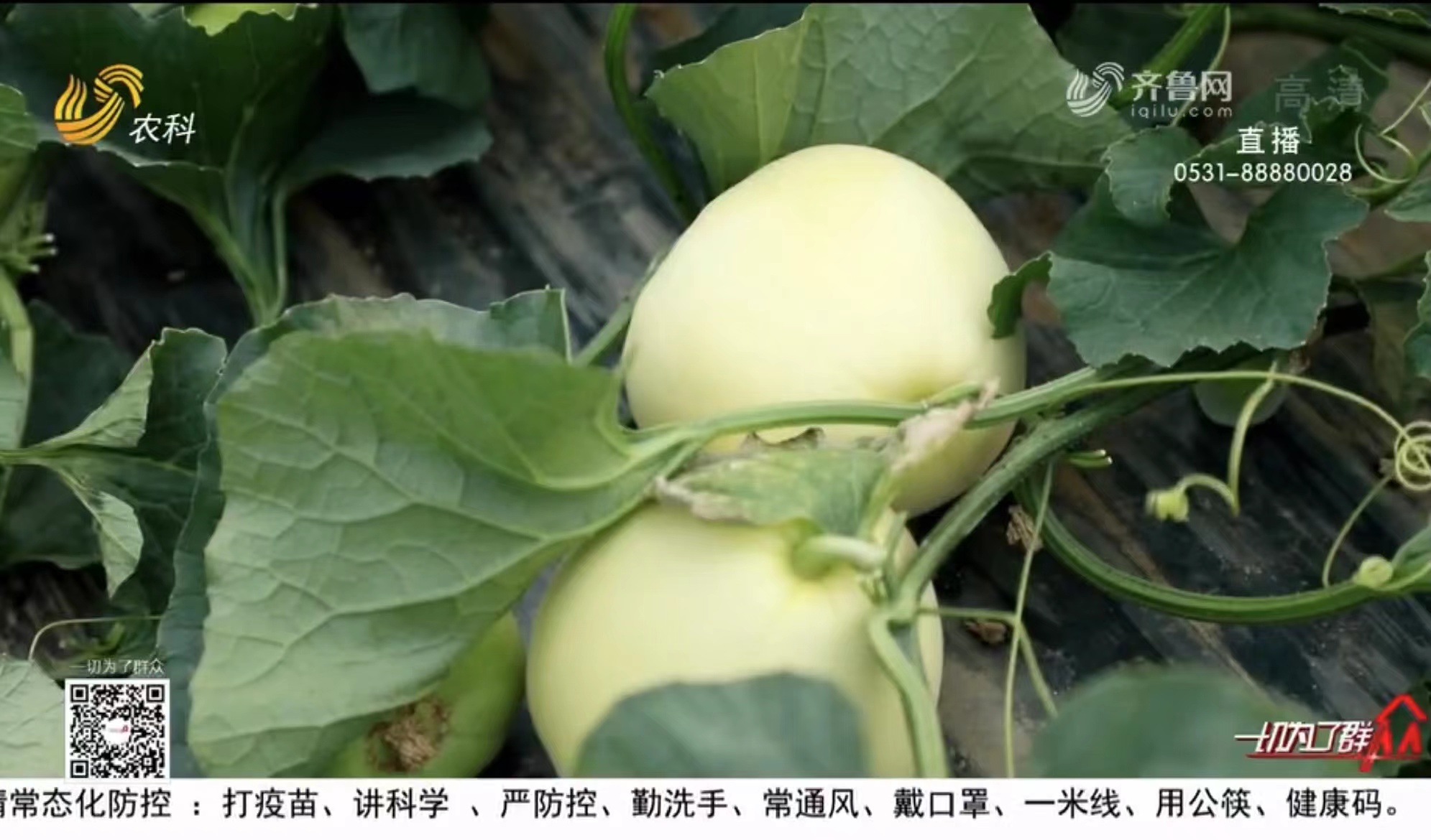 甜瓜种植的特殊模式_甜瓜种植致富增收方案_甜瓜种植技术宝典