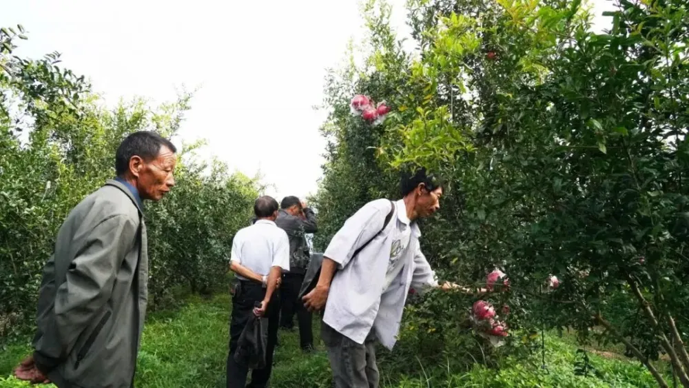 致富石榴种植技术与管理_致富经石榴种植技术_致富石榴种植技术视频