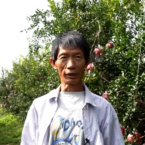 致富经石榴种植技术_致富石榴种植技术视频_致富石榴种植技术与管理