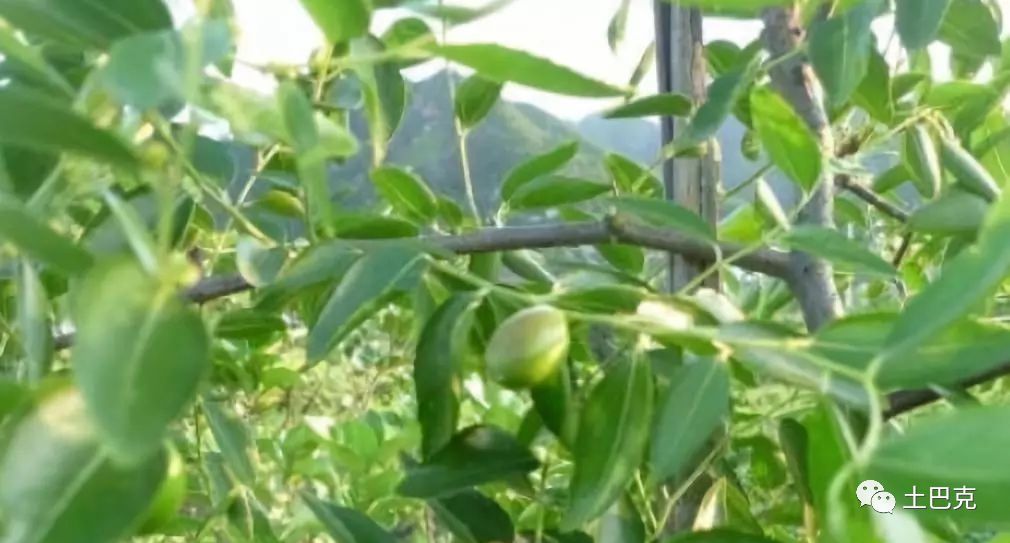 长南瓜种植技术与管理_南瓜种植管理技术和方法_南瓜种植管理技术全过程