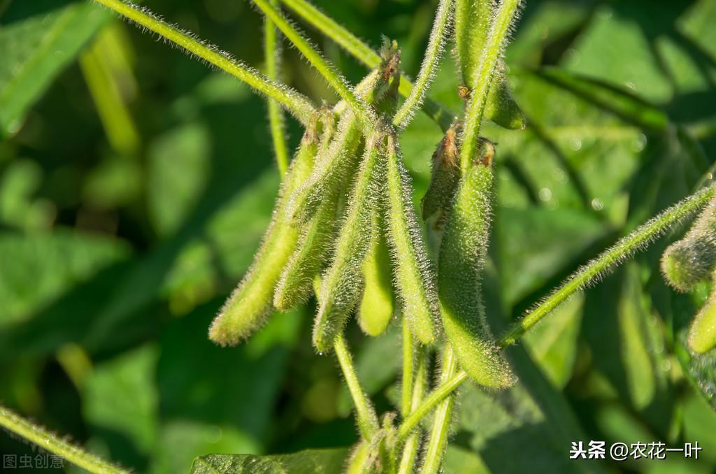 黄豆种植_麦茬黄豆种植技术_麦茬黄豆的种植时间和种植技术