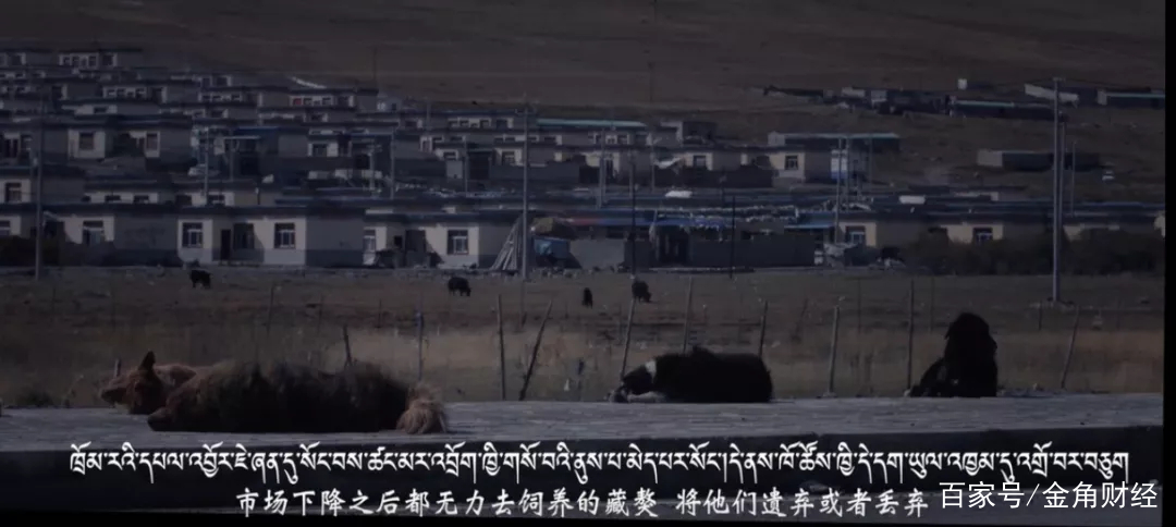 致富养殖狗肉图片_肉狗养殖致富经_狗肉养殖致富