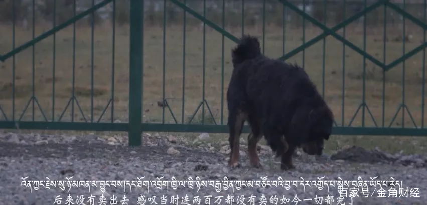 肉狗养殖致富经_狗肉养殖致富_致富养殖狗肉图片