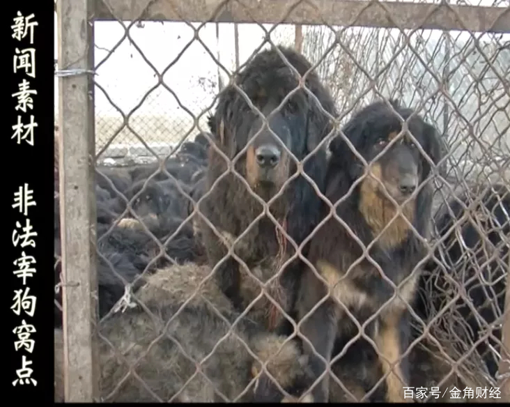 狗肉养殖致富_肉狗养殖致富经_致富养殖狗肉图片