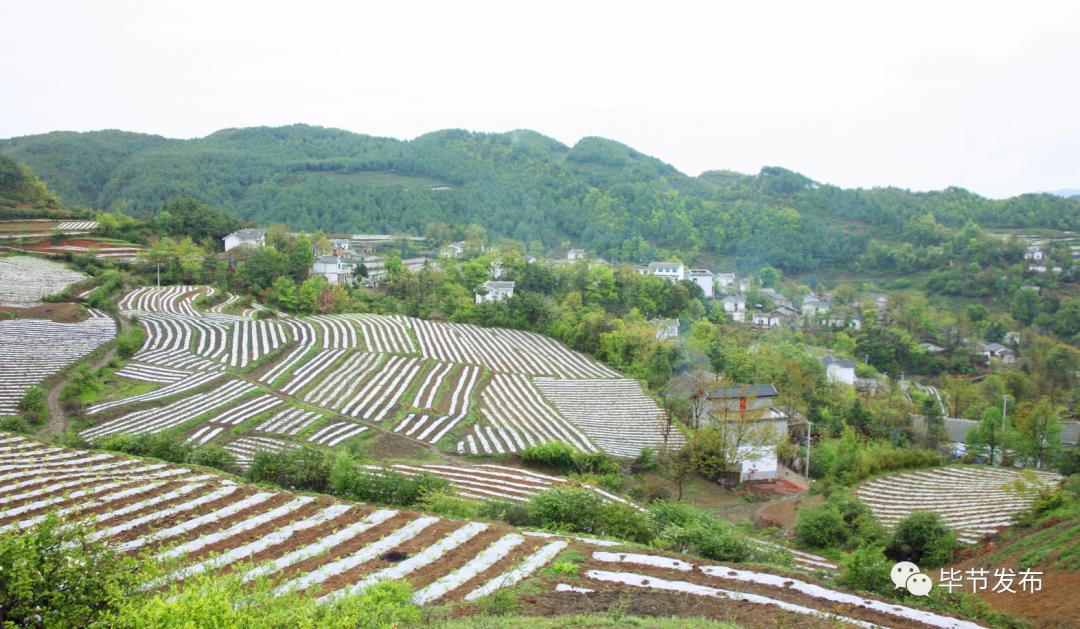 毕节养殖什么赚钱_毕节养殖致富项目_致富养殖业