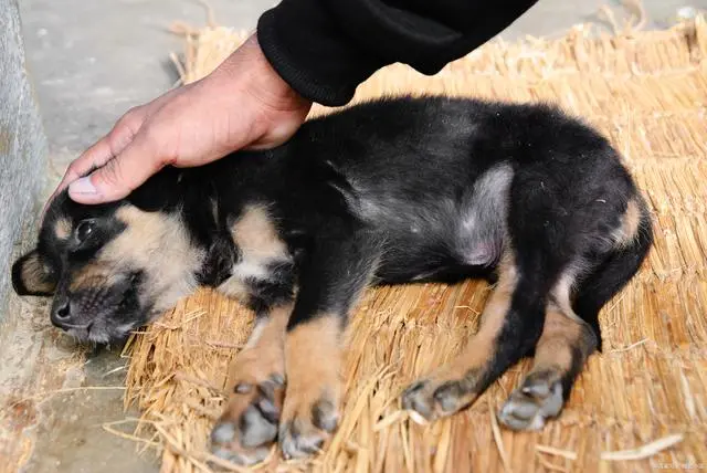 肉狗养殖致富经_狗肉养殖场合法吗_狗肉养殖致富