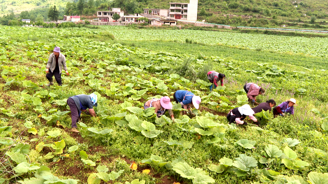 致富种植农民草药有哪些_农村致富经中药材种植_农民致富 草药种植