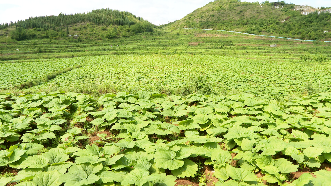 致富种植农民草药有哪些_农民致富 草药种植_农村致富经中药材种植