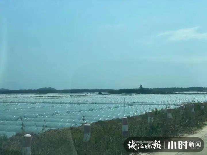 致富西瓜养殖案例视频_西瓜养殖致富案例_种西瓜致富