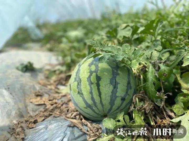 致富西瓜养殖案例视频_西瓜养殖致富案例_种西瓜致富