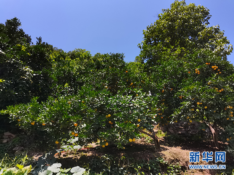 烟草种植赚钱吗_种植烟草致富_致富烟草种植方法
