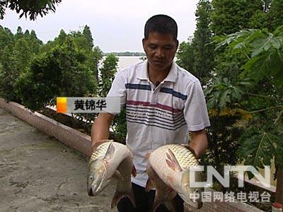 十大致富经养鱼_致富经养鱼视频大全集_致富养鱼视频
